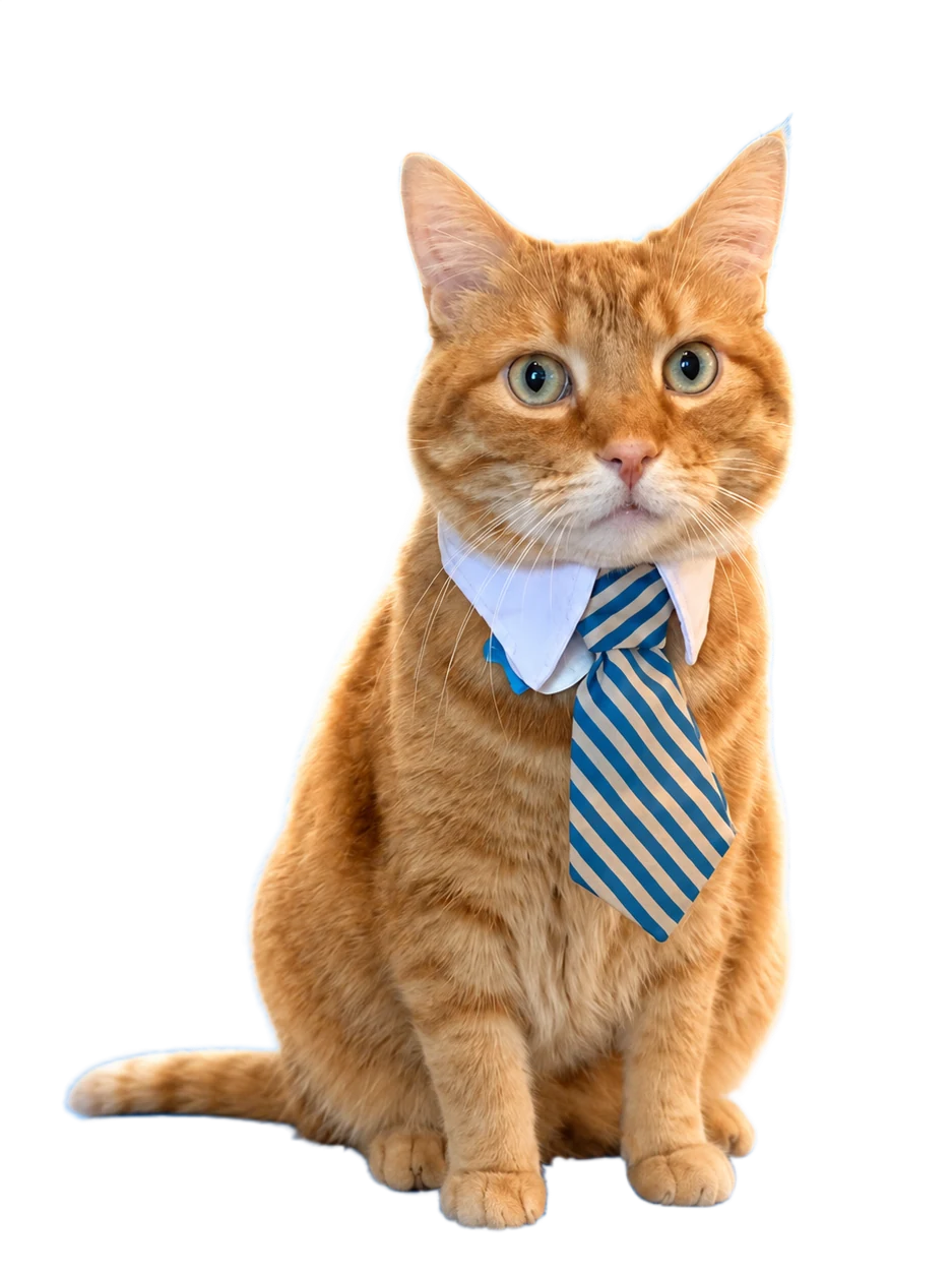 Verified Cat